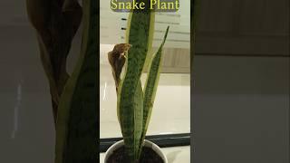 Snake Plant | Snake Indoor Air Purifying Plant |Sansevieria Trifasciata Plant | Dracaena Trifasciata