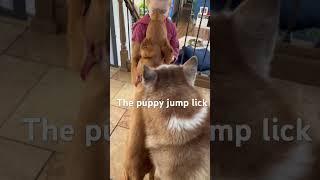 A boy and his pups #youtubeshorts #dog #retriever #puppy #cutechild #toddler #husky #dogshorts #dogs