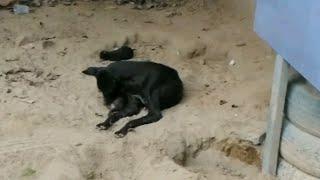 Street Dog/ In neighbour's house