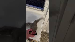 Сычик. Покормил сову. Сова атакует человека. #смешныесовы #совы  #сыч #funnyowl #owl