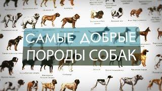 Самые добрые породы собак в мире ( ТОП 10 )