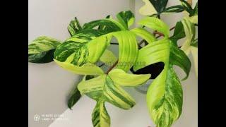 #philodendron #філодендрон Magic Mask