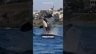 The ONLY Animal Orcas FEAR!!! 