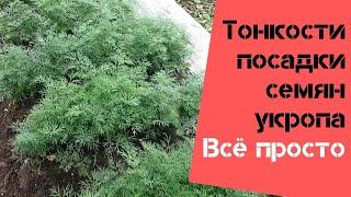 Тонкости посадки семян укропа / Все просто / Огород дяди Вовы