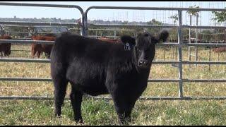 Lote 16 de la Subasta de Bonanza Angus