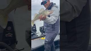 Lake Erie Walleye Release #fish #fishing #walleyefishing #walleye #ohio #fisherman #lakeerie #limit