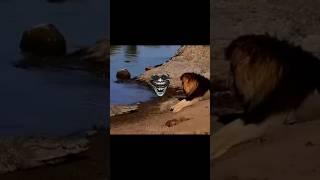 Butt I Am The King Here  Scarface  shorts #attitude #status #lionking