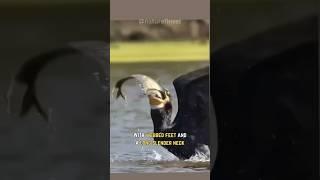 The Cormorant | Fish Swallowing Maestro