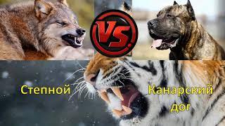 СТЕПНОЙ ВОЛК VS КАНАРСКИЙ ДОГ STEPPE WOLF VS PRESA CANARIO