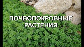 Почвопокровные растения в саду . Обзор моих почвопокровных. Обриета, флокс шиловидный, вербейник ...