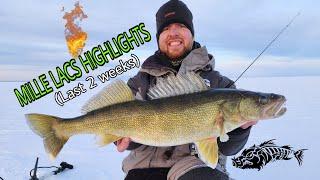 Walleyes and Perch On Mille Lacs Highlights Ice Fishing (2.19.23) Hawg Hunterz Guide Service