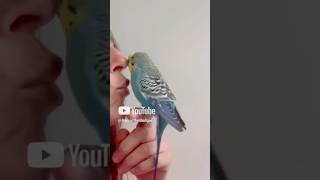 First Budgie vs the second …. 