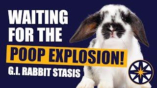 Waiting for the Poop Explosion! GI Rabbit Stasis