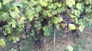 Let's discover the grapes of Bonamico