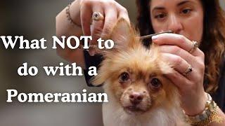 What NOT to do with a Pomeranian