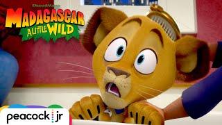 Alex's Twin | MADAGASCAR A LITTLE WILD