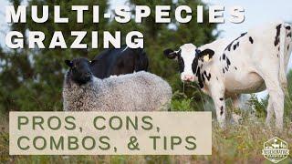 Multi species Grazing: Rotational Grazing with Cows, Sheep, Poultry, etc