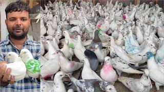 Shazad loni kabutar shop kabootar market loni sehzad pet shop Delhi white pigeons