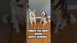 3 Things You DIDN'T KNOW About Siberian Huskies