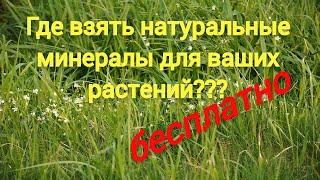 Биоорганический азот в почве, азотфиксирующие бактерии в вашем огороде и саду №395/24