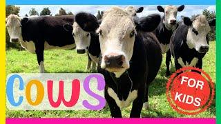 COWS for Kids Interesting Facts about COWS Educational video for kids