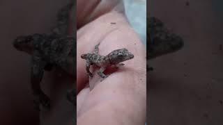 lagartixa baby gecko #shorts