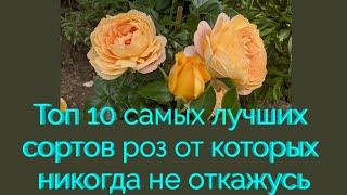 Топ 10 самых лучших сортов роз от которых никогда не откажусь .