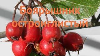Боярышник остроиглистый (crataegus)  остроиглистый боярышник обзор: как сажать, саженцы боярышника