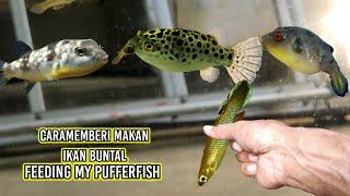 cara memberi makan ikan buntal