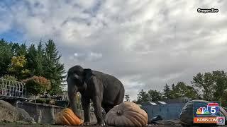 Pumpkin smashing elephants at Oregon Zoo