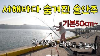 기본 50cm를 훌쩍 넘는 이 녀석들은 겨울철 수도권에서 가까운 서해바다에서만 잡힙니다