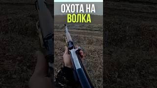 Выстрел с СКС в бегущего волка.  #охота #охотарыбалка #волк #волки