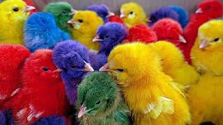 Tangkap Ayam Lucu, Ayam Warna Warni, Ayam Rainbow Gokil, Kelinci, Kucing Lucu, Bebek, Hewan Lucu #1