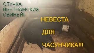 ПРИВЕЗЛИ НЕВЕСТУ ЧАСУНЧИКУ./СЛУЧКА СВИНЕЙ