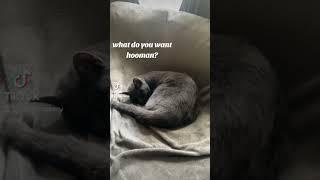 Someone doesnt like to be disturbed! #catlover #luna #russianblue #tiktok