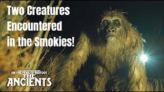 "There were two!" A Sasquatch Encounter in the Smokies - On the Trail of Bigfoot: The Ancients CLIP