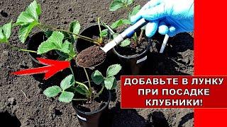 ДОБАВЬТЕ ЭТО В ЛУНКУ ПРИ ПОСАДКЕ КЛУБНИКИ! КЛУБНИКИ БУДЕТ В 10 РАЗ БОЛЬШЕ