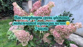 Как отодвинуть сроки цветения метельчатой гортензии на юге(2 часть)