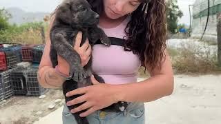 Rescuing a German Shepherd and her Puppies! - Takis Shelter