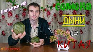 Семена дыни из Китая (попытка №2) 