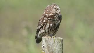 Little Owl (Athene noctua)