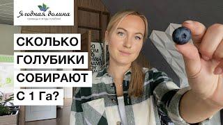 Сколько ягод можно собрать с 1 Га плантации голубики? Бизнес на голубике.