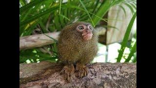 Pygmy Marmoset Party!