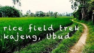 [Bali] Ubud : Rice Paddy fields trek Jl.Kajeng / take a walk around Bali 2016 : trip guide video