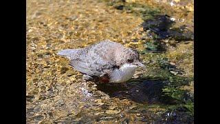 Merlo acquaiolo. Cinclus cinclus