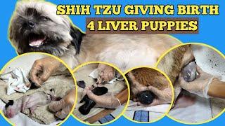 SHIH TZU GIVING BIRTH / HOW TO HELP DOG TO GIVE BIRTH?/ PAANO MAG PAANAK NG ASO?