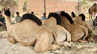 Camel Mandi Rate Bohat High Hain Shahpur Kanjra Mazhar Biba Official