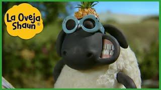 La Oveja Shaun  Ovejas de verano  Dibujos animados para niños