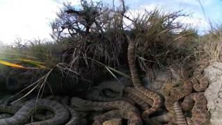 Virtual Reality 360 Inside Rattlesnake Den