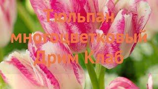 Тюльпан многоцветный Дрим Клаб (tulipa dream club)  обзор: как сажать, луковицы тюльпаны Дрим Клаб